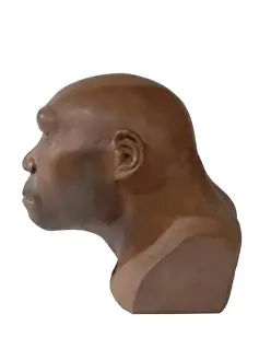 Homo Sapiens Evolution Prints: Homo erectus, Java man