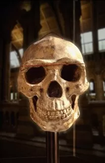 Homo erectus, Peking man cranium (reconstruction)