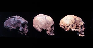Related Images Gallery: Homo erectus (Sangiran 17), H. sapiens (?) H. neanderthalens
