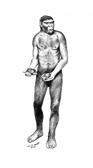 Homo heidelbergensis, Boxgrove Man Homo heidelbergensis, Boxgrove Man
