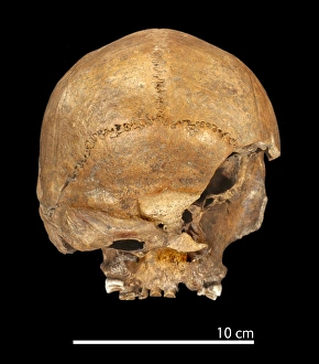 Homo heildelbergensis, Broken Hill Man Homo heildelbergensis, Broken Hill Man