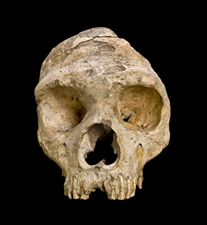 Homo neanderthalensis (calpicus) cranium Homo neanderthalensis (calpicus) cranium