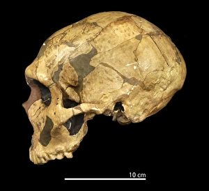 Homo neanderthalensis (Ferrassie 1) cranium Homo neanderthalensis (Ferrassie 1) cranium