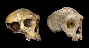 Homo neanderthalensis and Homo heildebergensis