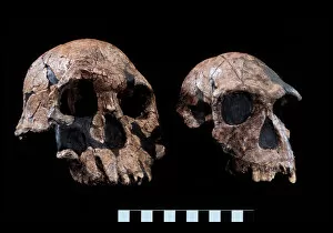 Cast Gallery: Homo rudolfensis (KNM-ER 1470) Homo habilis (KNM-ER 1813)