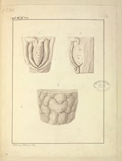 Supplement Gallery: Homo sapiens Clitoris