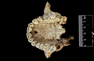 Homo sapiens (Goughs Cave 139) maxillae Homo sapiens (Goughs Cave 139) maxillae