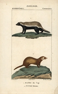 Honey badger, Mellivora capensis, and least Honey badger, Mellivora capensis, and least