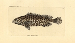 Honeycomb grouper, Epinephelus merra Honeycomb grouper, Epinephelus merra