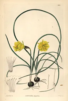 Hoop-petticoat daffodil, Narcissus bulbocodium Hoop-petticoat daffodil, Narcissus bulbocodium