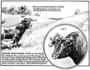 Historical Fashion Illustration Prints: Horn Buffers for Cattle, 1921