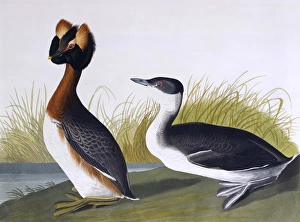 <b class=qtipBold><figcaption>Horned Grebe, by John James Audubon</figcaption></b><br>Horned Grebe, Podiceps Cornutus, by John James Audubon (1785-1851). A colour plate in The Birds of America: From Original Drawings. Date: 1827-1838<br><em>© Mary Evans Picture Library</em> Horned Grebe, by John James Audubon
