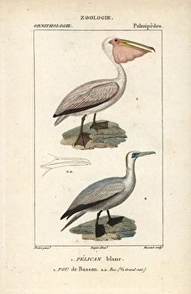 Horned screamer, Anhima cornuta, and wattled Horned screamer, Anhima cornuta, and wattled