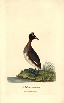 Horned or Slavonian grebe, Podiceps auritus Horned or Slavonian grebe, Podiceps auritus