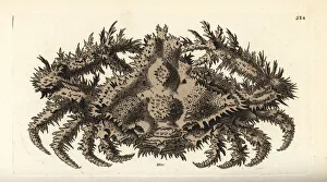 Horrid elbow crab, Daldorfia horrida Horrid elbow crab, Daldorfia horrida