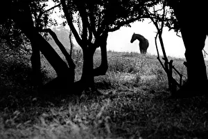 1991 Gallery: Horse beneath the trees in field in the village of Nettleton