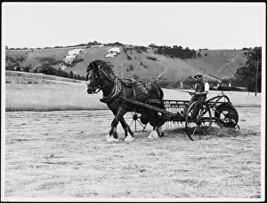 Horse Drawn Haymaking