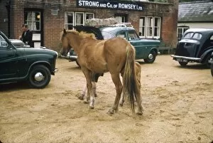 Horse and foal in a car park, Ireland