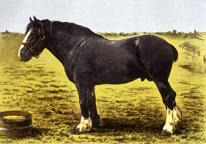 Horse/Grand National 19C