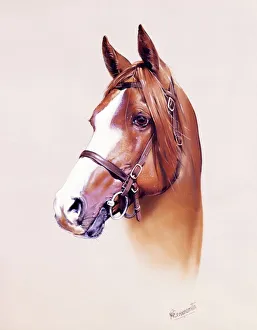 <b class=qtipBold><figcaption>Horse Portrait</figcaption></b><br>A highly detailed portrait painting of a horse by Malcolm Greensmith.<br><em>© Mary Evans/Malcolm Greensmith</em> Horse Portrait