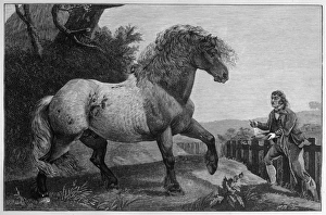 <b class=qtipBold><figcaption>HORSE/SHIRE 'ELEPHANT'</figcaption></b><br>SHIRE HORSE 'Elephant'<br><em>© Mary Evans Picture Library</em> HORSE/SHIRE 'ELEPHANT'