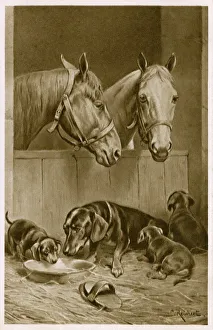 Stalls Gallery: Two Horses and a Dachshund family
