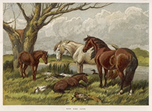 <b class=qtipBold><figcaption>Horses in Field 1862</figcaption></b><br>Horses in a field.<br><em>© Mary Evans Picture Library</em> Horses in Field 1862