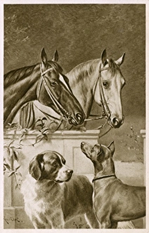 <b class=qtipBold><figcaption>Two Horses and a pair of dogs</figcaption></b><br>Fine portrait of two Horses and a pair of dogs. Date: circa 1910s<br><em>© Mary Evans / Grenville Collins Postcard Collection</em> Two Horses and a pair of dogs