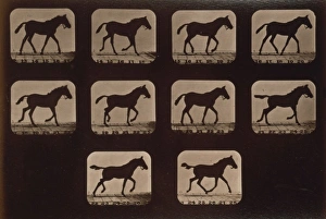<b class=qtipBold><figcaption>Horses. Trotting</figcaption></b><br>Horses. Trotting. Photograph shows ten consecutive images of a 4 month colt, Eros, trotting. Date c1881. Horses. Trotting. Photograph shows ten consecutive images of a 4 month colt, Eros, trotting. Date c1881. Date:<br><em>© Mary Evans / Library of Congress</em> Horses. Trotting