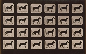 Horses. Walking change to trotting Horses. Walking change to trotting