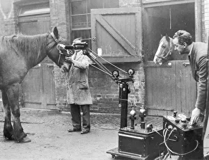 Horses being X-Rayed Horses being X-Rayed