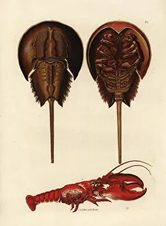 Horseshoe crab, Limulus polyphemus, and lobster