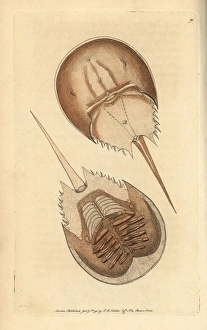 Horseshoe crab, Limulus polyphemus Near threatened Horseshoe crab, Limulus polyphemus Near threatened