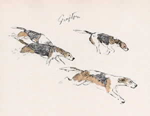 Hounds of the Grafton Hunt in action Hounds of the Grafton Hunt in action