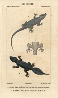 House gecko, Hemidactylus frenatus, and broad-tailed House gecko, Hemidactylus frenatus, and broad-tailed