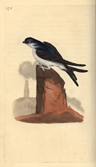 House martin, Delichon urbicum, perched on top of a chimney House martin, Delichon urbicum, perched on top of a chimney