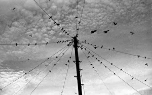 House martins gather around a telephone pole before emigrati House martins gather around a telephone pole before emigrati