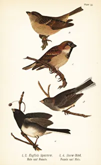House sparrow, Passer domesticus, and dark-eyed junco House sparrow, Passer domesticus, and dark-eyed junco