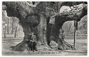 Iconic British Landmarks Prints: Huge Old Oak Tree C1912