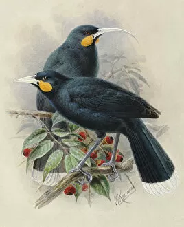 Watercolor Gallery: Huia (male and female)
