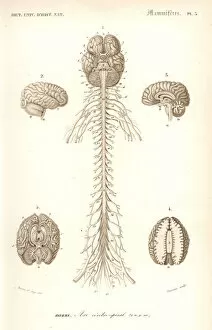 Spinal Gallery: Human anatomy, nervous system, brain and spinal cord