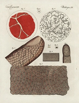 Human finger, skin, blood, serum and salt crystals Human finger, skin, blood, serum and salt crystals