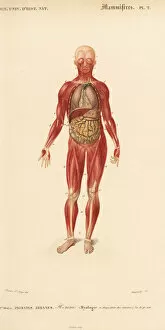 Human musculature and internal organs