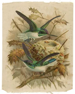 Silk Gallery: Humming Bird Silk Print