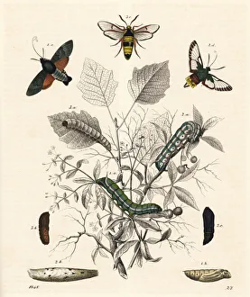 Hummingbird hawk-moth, broad-bordered bee Hummingbird hawk-moth, broad-bordered bee