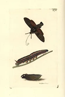 Hummingbird hawk-moth, Macroglossum stellatarum Hummingbird hawk-moth, Macroglossum stellatarum