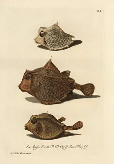 Humpback turretfish 1, 2, and smooth trunkfish 3