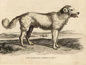Pastoral Collection: Hungarian Pumi