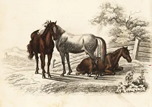 Hungarian warmblood horse, Equus caballus Hungarian warmblood horse, Equus caballus