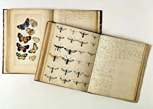 Invertebrate Gallery: H.W. Bates illustrated notebooks